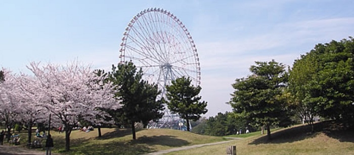 Rekomendasi Tempat Melihat Bunga Sakura di Tokyo - Taman Hidoriyama