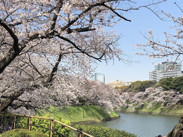 Rekomendasi Tempat Melihat Bunga Sakura di Tokyo - Chidoribuchi
