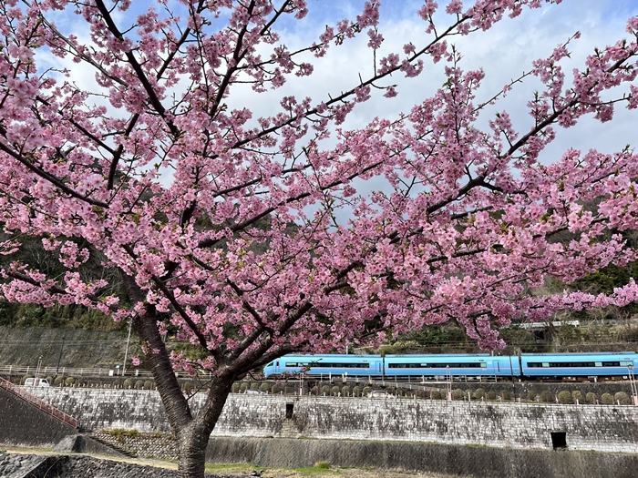 Rekomendasi Tempat Melihat Bunga Sakura di Tokyo - Hakone, Atami, dan Izu
