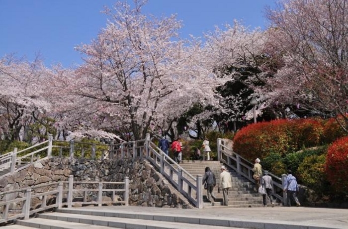 Rekomendasi Tempat Melihat Bunga Sakura di Tokyo - Taman Hidoriyama