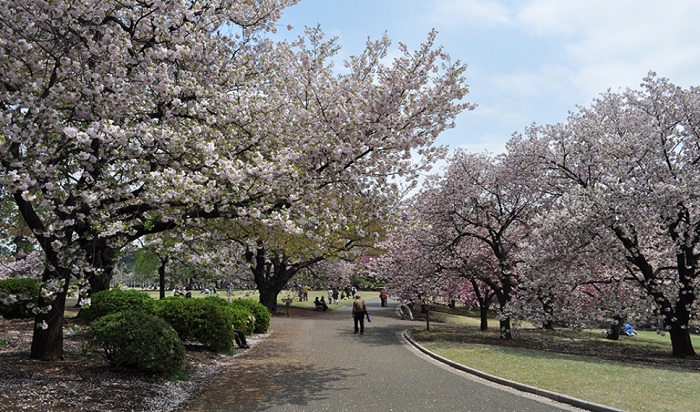 Rekomendasi Tempat Melihat Bunga Sakura di Tokyo - Shinjuku Gyoen