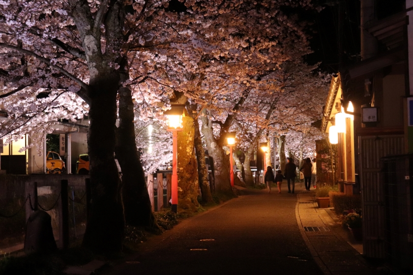 櫻花夜燈