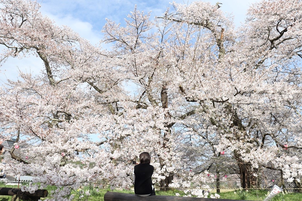 神鍋高原桜