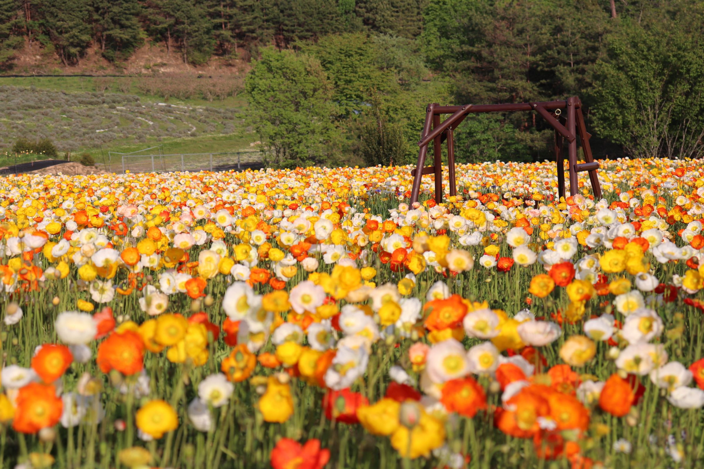 香山薰衣草之丘