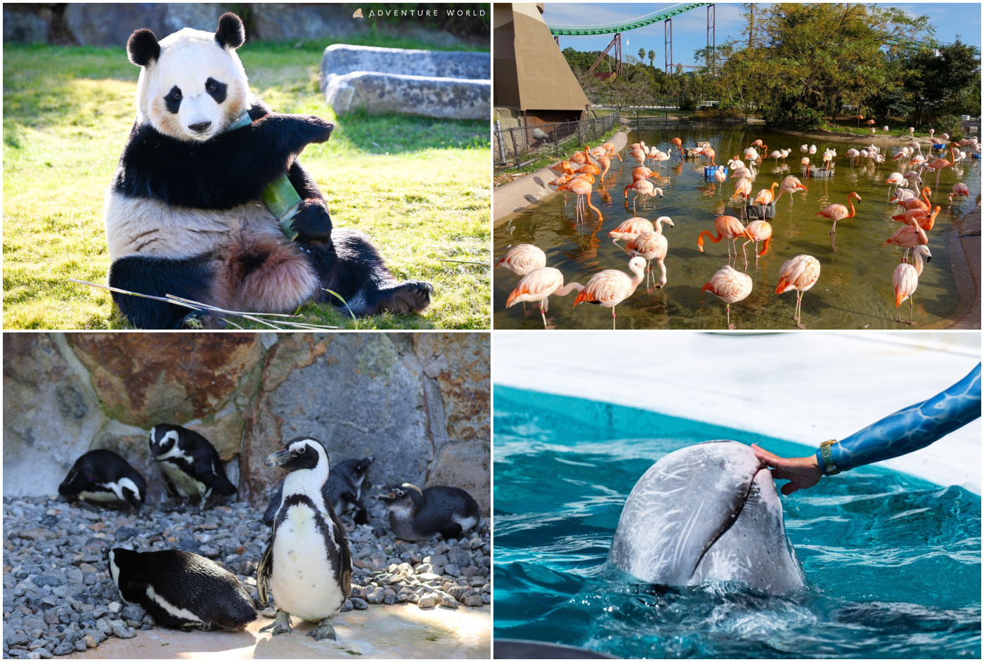 和歌山景點_ADVENTURE WORLD