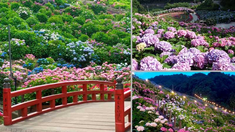 形原溫泉 紫陽花之里