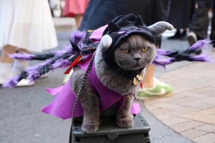 神樂坂 妖怪貓祭