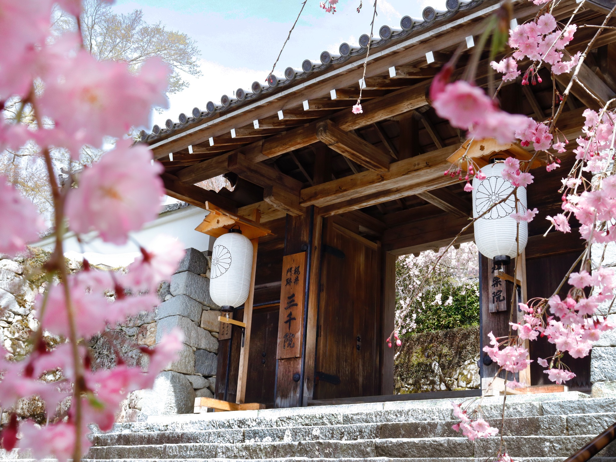 三千院櫻花景色