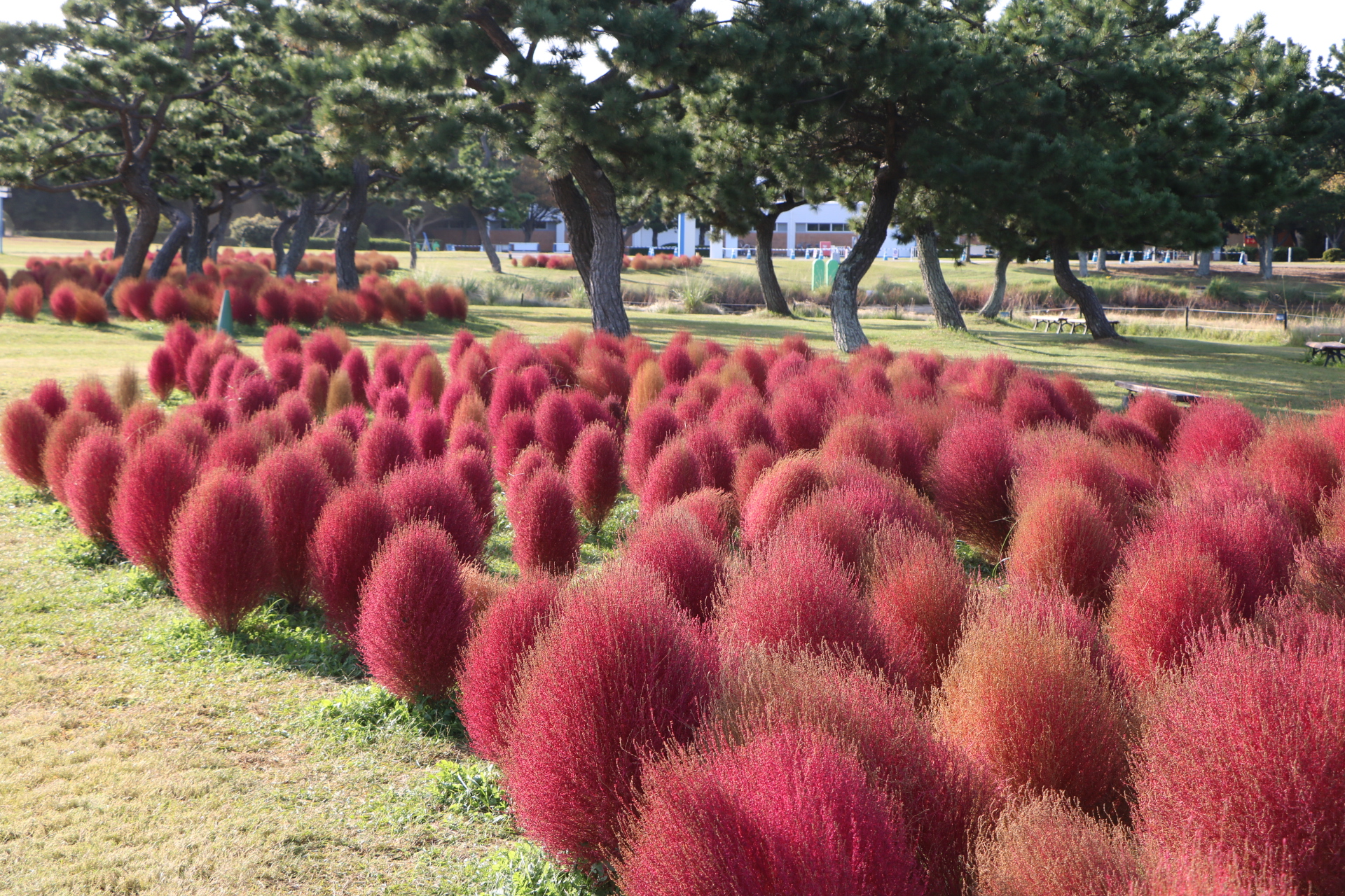 波波草
